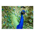 Peacock posters by Sherlockdonatello Peacock posters