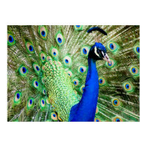 Peacock posters