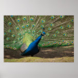 Peacock Poster