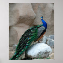 Peacock Posters
