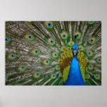 Peacock Poster