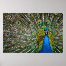 Peacock Poster