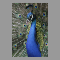 Peacock Poster posters