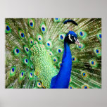 Peacock Posters