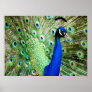 Peacock Posters