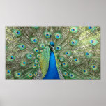 Peacock Poster