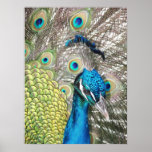Peacock Poster