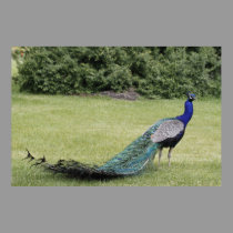 Peacock Poster posters