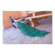 Peacock Poster posters