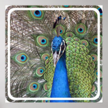 Peacock Poster Print
