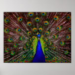 Peacock Poster Print