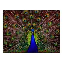 Peacock Poster Print