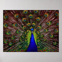 Peacock Poster Print