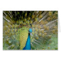 Peacock Pride cards