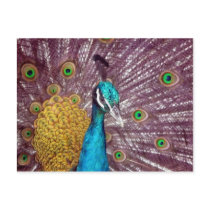 peacock pride looks post cards