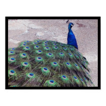 Peacock posters by Lduskis Peacock posters