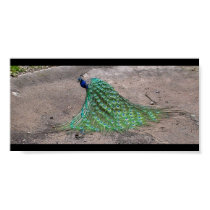 Peacock posters by Lduskis Peacock posters