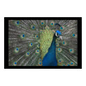 Peacock posters by cARTerART Peacock posters