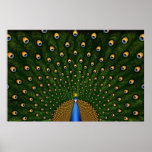 Peacock Print