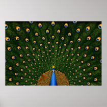 Peacock posters