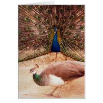 Peacock Proud cards