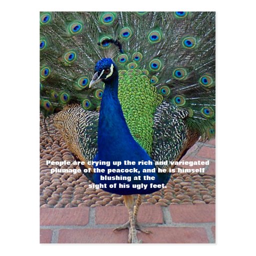 Peacock Beauty Quotes. Quotesgram