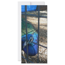 Peacock rack cards