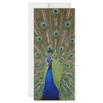 Peacock rack cards