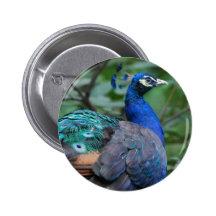Peacock Roosting Button