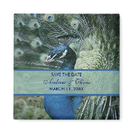Peacock Save The Date Magnets magnet