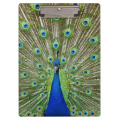 Peacock showing its feathers clipboards