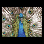Peacock showing off for visitors posters