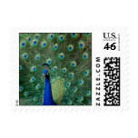 Peacock, small stamps