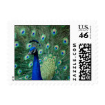 Peacock, small stamps