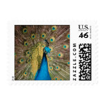 Peacock, small stamps