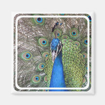 Peacock Square Magnet