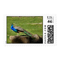 Peacock stamps