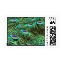 Peacock Stamp by intafish Peacock Stamp