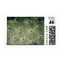 peacock stamp by Russ45 peacock stamp