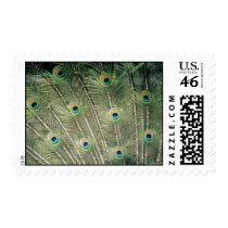 peacock stamp by Russ45 peacock stamp