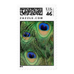 Peacock Stamp V