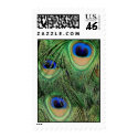 Peacock Stamp V