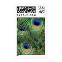 Peacock Stamp V by ibGALLERY Peacock Stamp V