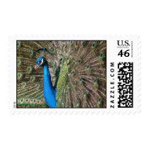 Peacock Stamps