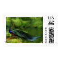 Peacock Stamps
