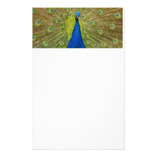 Peacock Stationery | Zazzle