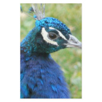 peacock stationery