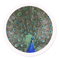 Peacock stickers by BisforBirds Peacock stickers
