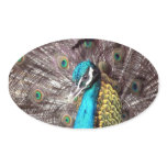 peacock oval stickers