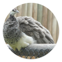 peacock round sticker